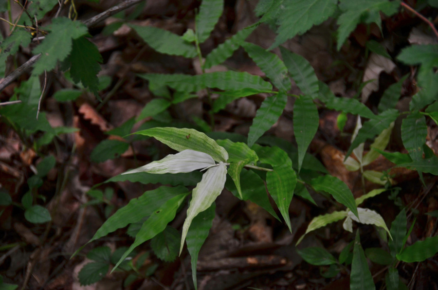 <498차>향로산 해발 976미터 등반
