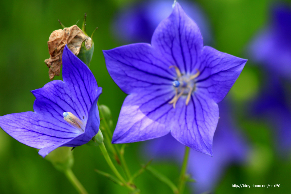 여름날의 그리움
