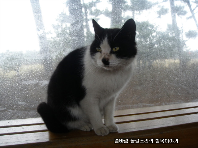 어느 골프장에서 만난 고양이