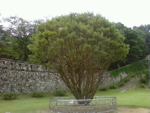 전라북도 고창읍성 멋진 풍경입니다.