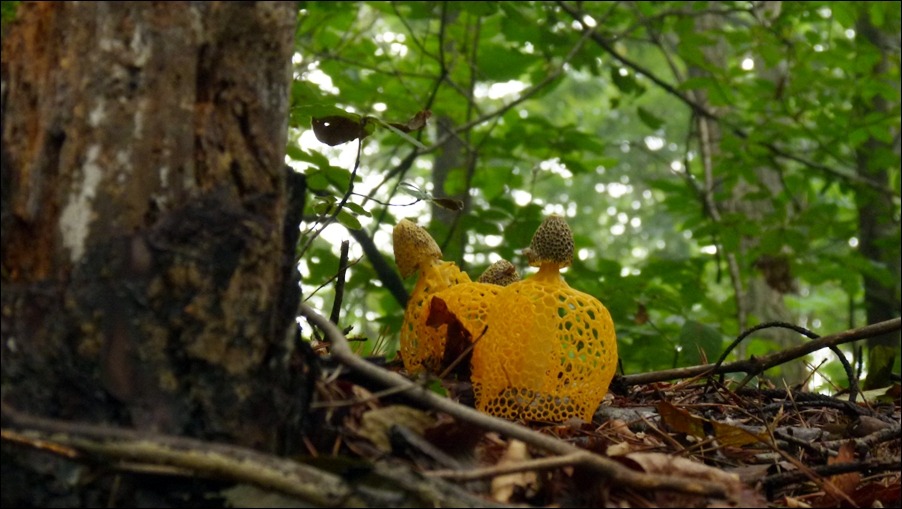 노란망태버섯(2012.08.26 수락산)