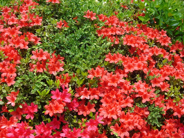 꽃이 있는 세상은 아름답다 장미꽃 이미지와 비둘기