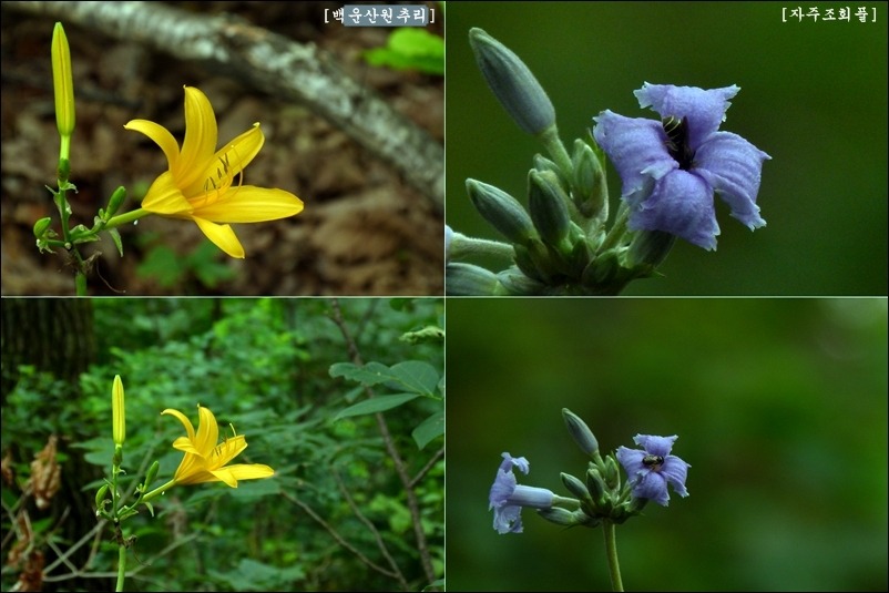 2011. 8. 6. 土 화악지맥을 가평천에 가라앉힌 날에...(계관산~보납산 구간)