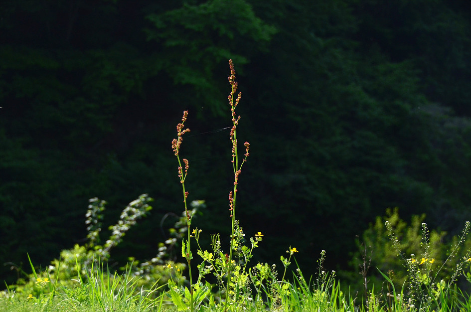금강애기나리 만나던 날