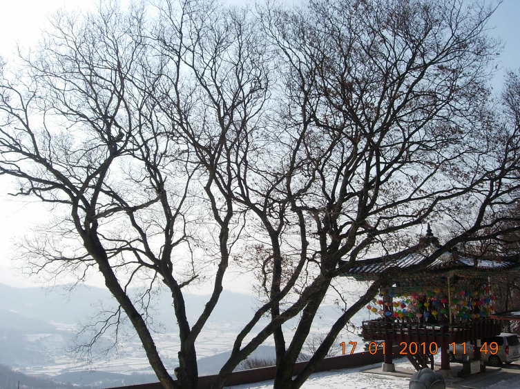 立春大吉  建陽多慶 (입춘대길 건양다경)