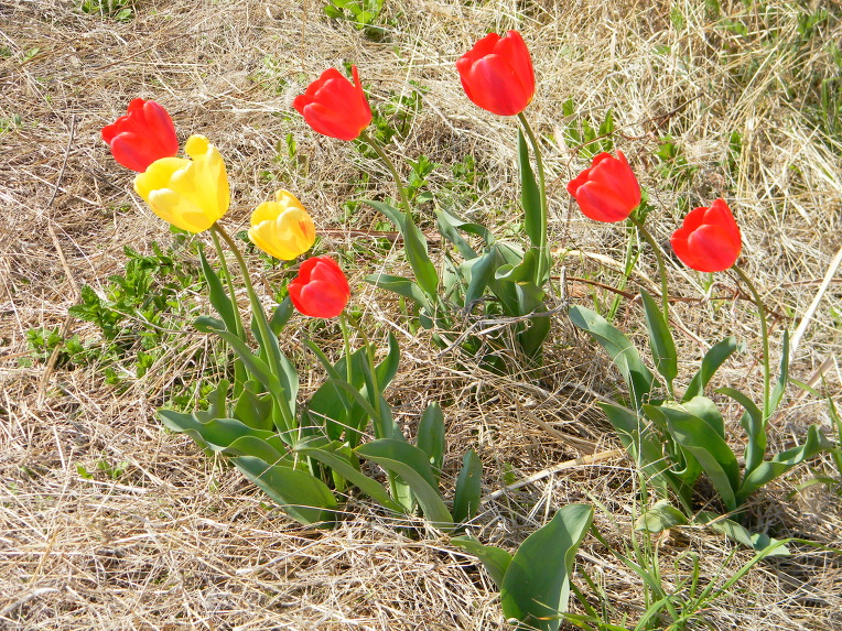 기장 대변리 해안에서 만난 아름다운 튤립꽃(tulip)