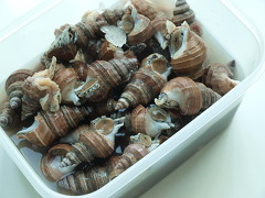 [6월 맛보기 체험단] 신시장 옴백님의 동해안 자연산 살고동(중)