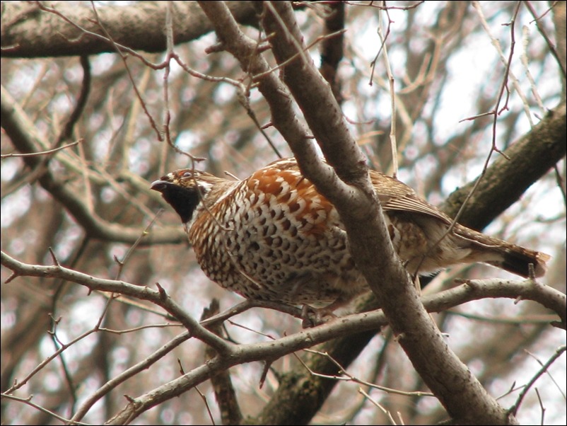 2011. 3. 27 들꿩(화야산)