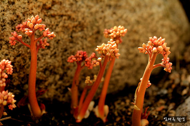  야생화
