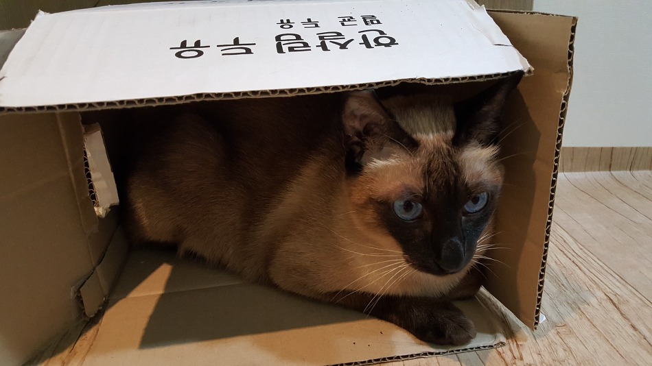 (송년특집)우리집 까칠냥 까미, 베스트 포스팅 10선