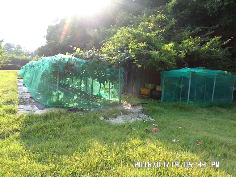 포도밭 해충방제망