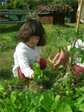 1만년 자연농의 풀 문제와 한국농업이 선택한 경쟁력 없는 농사기술- 3