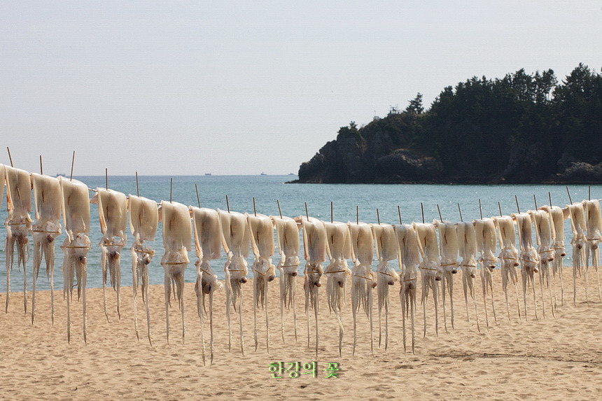 건어물-동해안