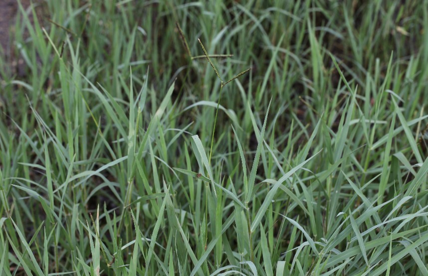 물참새피,털물참새피