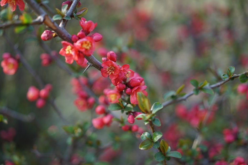 대구수목원과 인근 야산의 깽깽이풀과 야생화