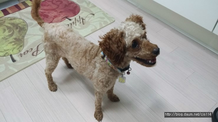 엉덩이막창 이미지