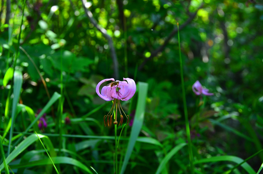 499차 산행 (2) 야생화 사진