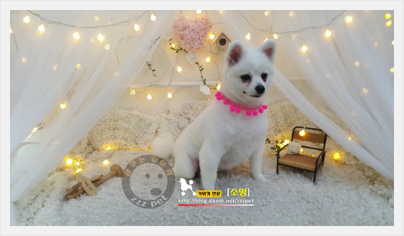 [스피츠미용_가위컷] 대전애견미용/꿈꾸는강아지