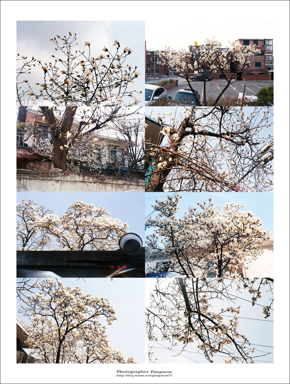 2016-04-01 현상 (068롤 - 칼라) - 서울 봄이 오다 / 올림푸스 뮤2, 후지 슈퍼리아200 (SUPERIA 200), 포토마루