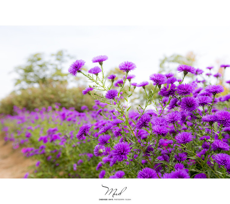   사람이 꽃보다 아름다워요...^^ 인천 국화축제장....^^