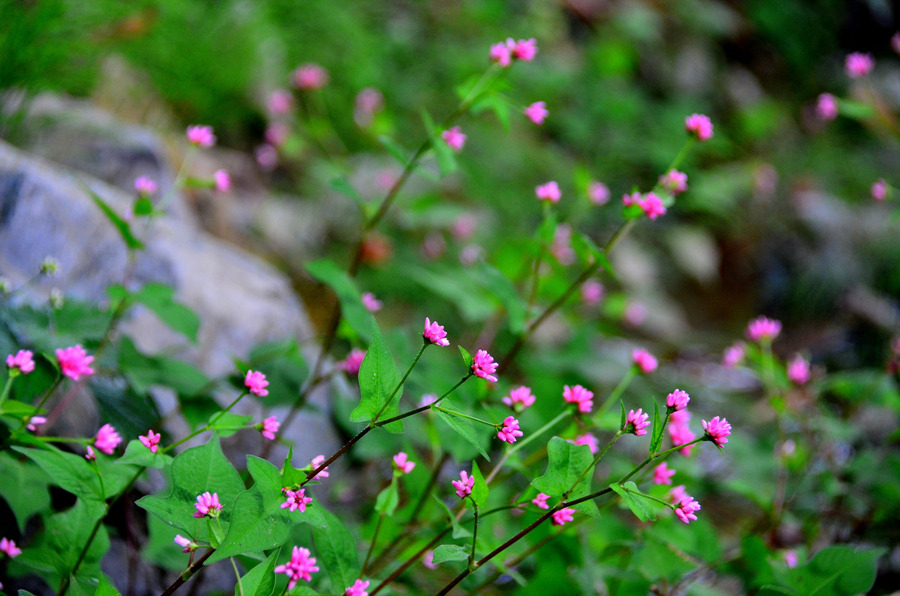 <503차 산행>맆스틱물매화 탐방 