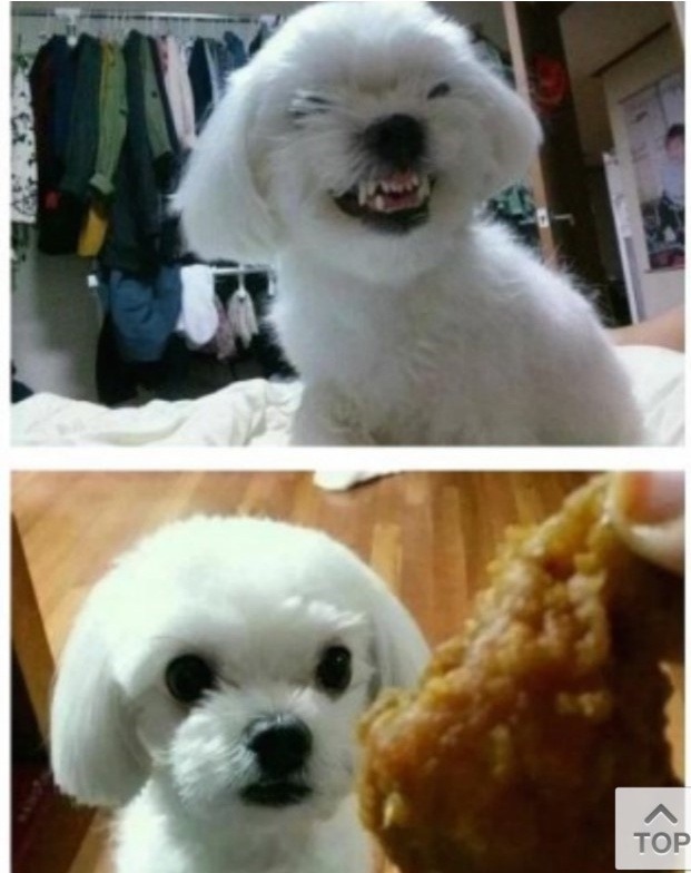 강아지 변신의 비밀은?