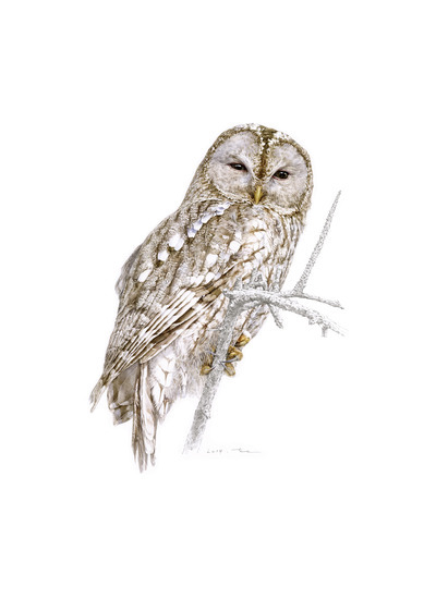 이게 그림이라고?/제9회 자생 동식물 세밀화 공모전