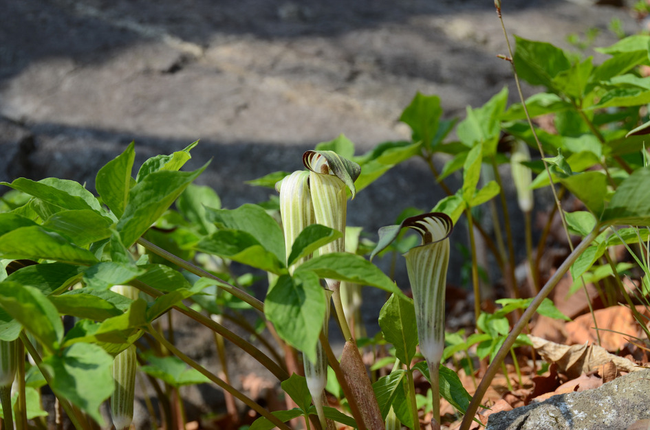 제비꽃 흰색들이 피는곳 