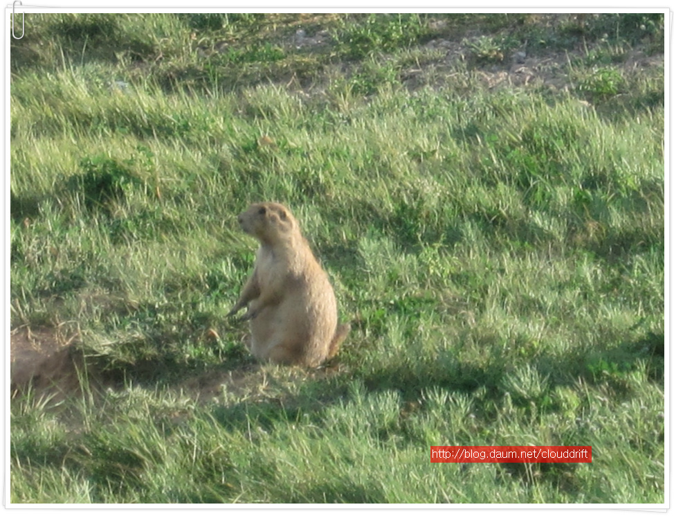 [미중부국립공원여행 #16] Prarie dog들의 자연 보호 서식지를 만나다.(와이오밍/Great Plains)