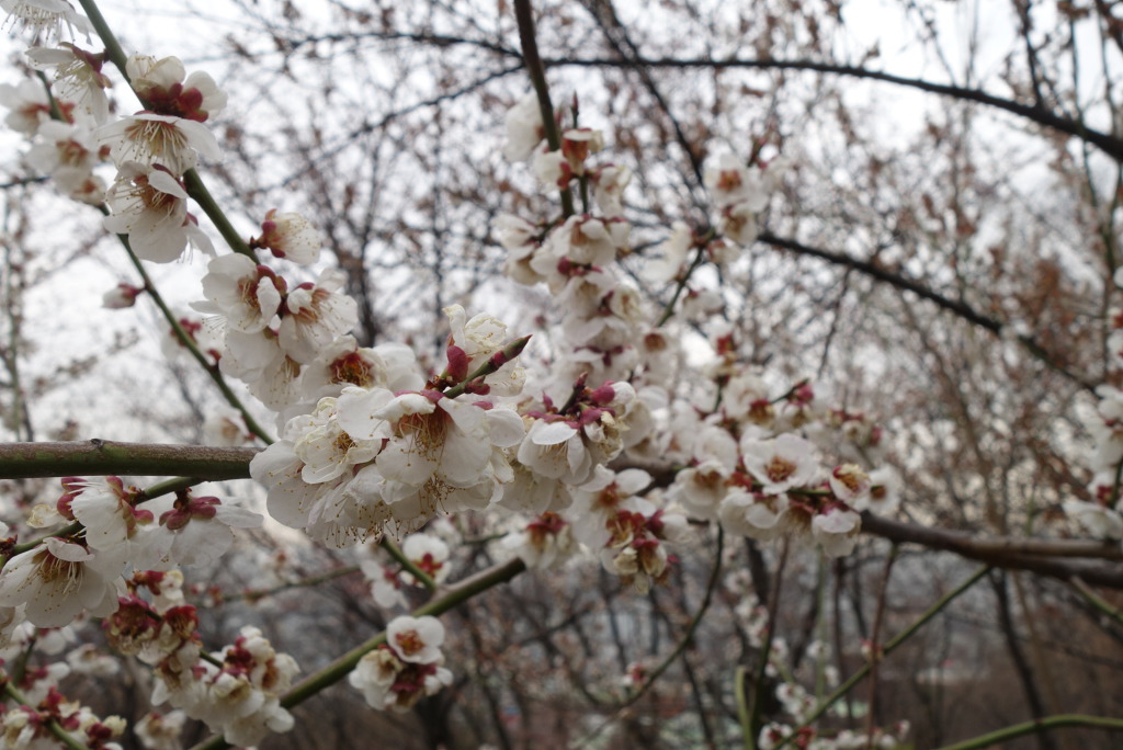 북악산과 북한산 연계 산행(2019.4. 6(토))