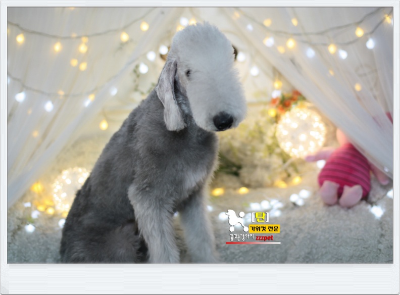 대전 베들링턴 테리어(Bedlington Terrier) 애견미용 #꿈꾸는강아지