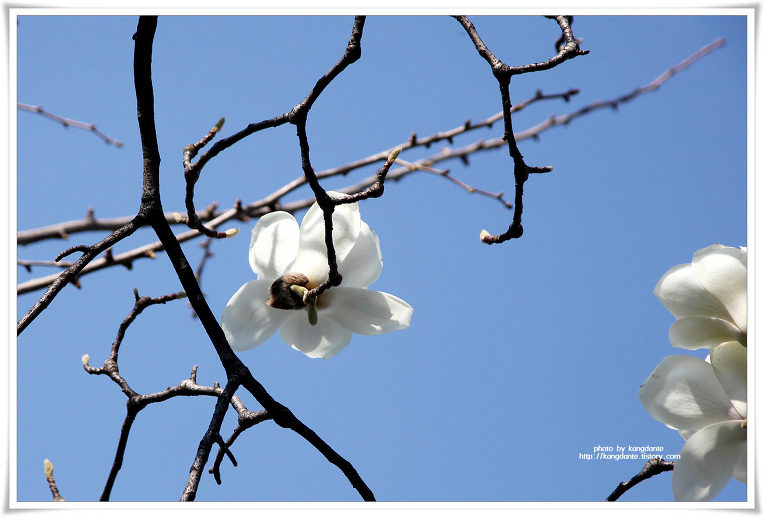 우리동네 애기능터의 봄꽃(목련, 개나리꽃)