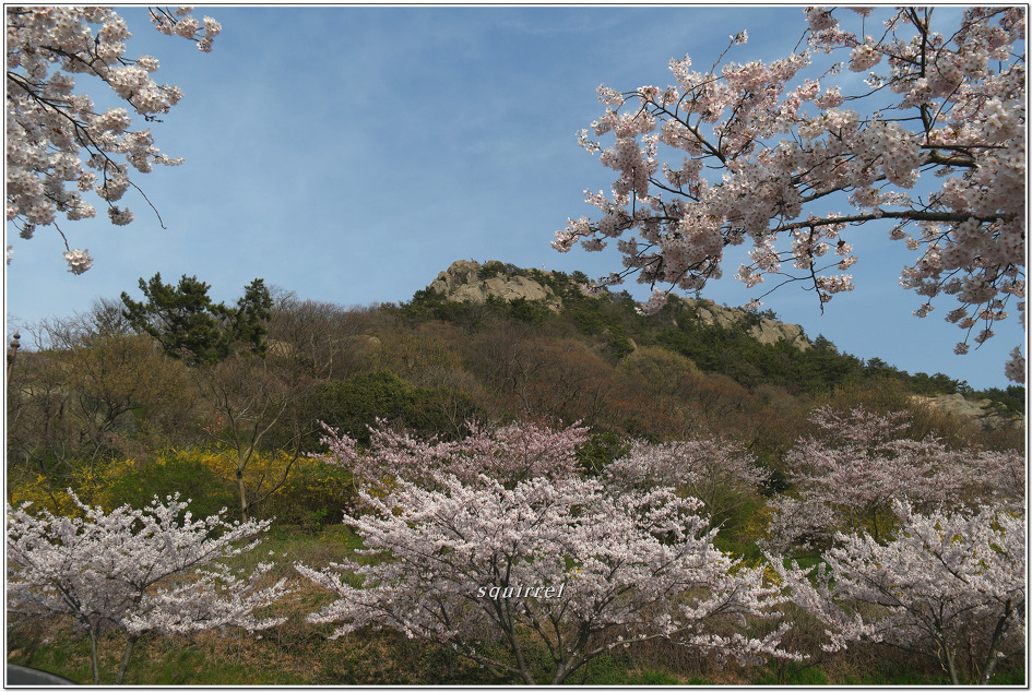 꽃 속에 갇힌 유달산