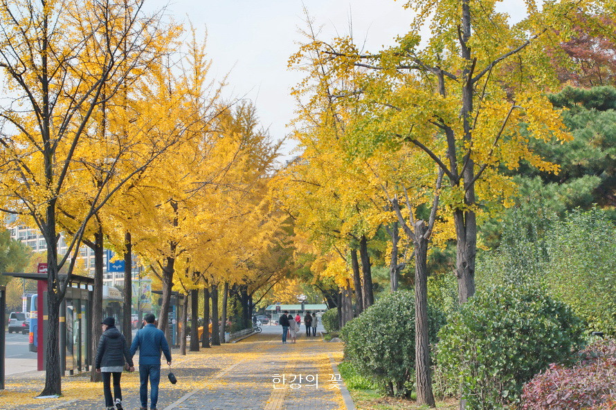 은행나무길 가을색