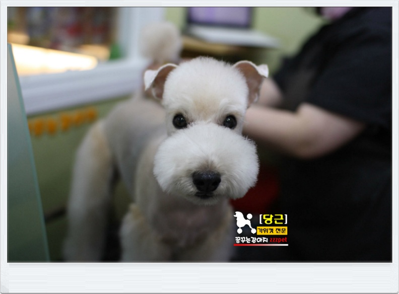 레이크랜드테리어 대전애견미용 베스트 드뎌 다녀왔어요.