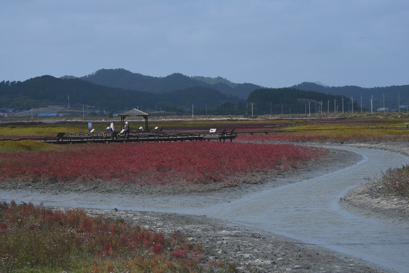 바람부는 언덕 ( 증도)
