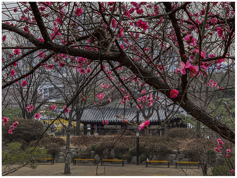 [iPhoneXs]홍매를 만나다....