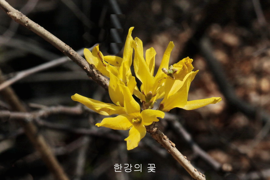 장수만리화