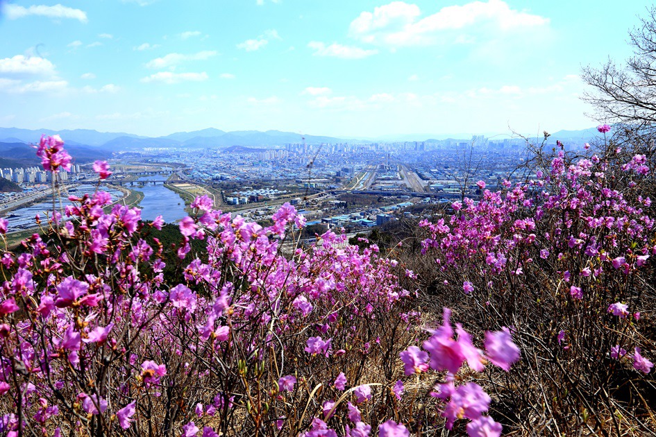 대구 와룡산 진달래