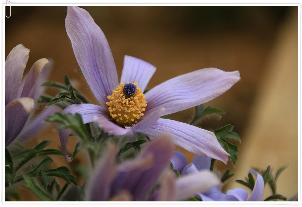 동강 할미꽃 ....  2019 . 3.23