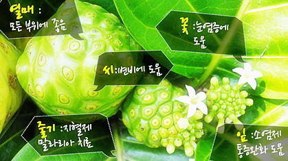 슈퍼푸드 노니(Noni) 효능