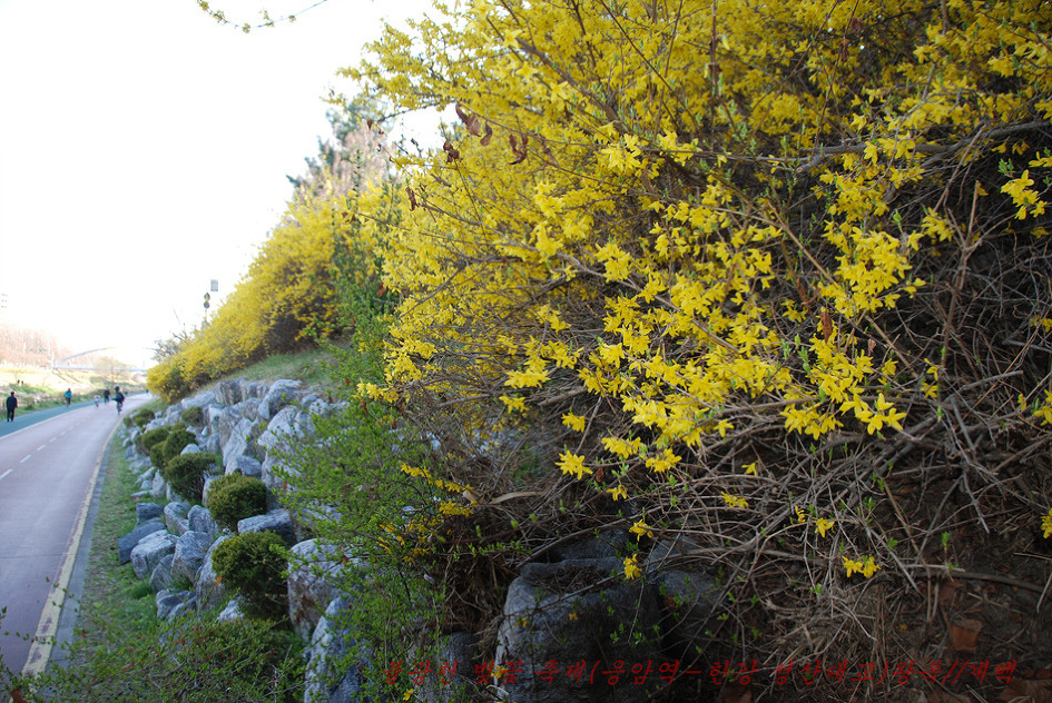 2019. 불광천 벚꽃축제(4월 5일~4월 6일까지 이틀간)