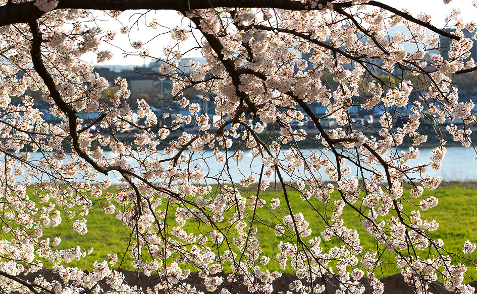 [경주 김유신장군묘 주변 흥무로 벚꽃길] 지인의 경주 벚꽃 정보 요청으로  2019‎년 ‎4월‎ ‎4‎일 ‎목요일 오전 7:31 상황을 전합니다 / 토함