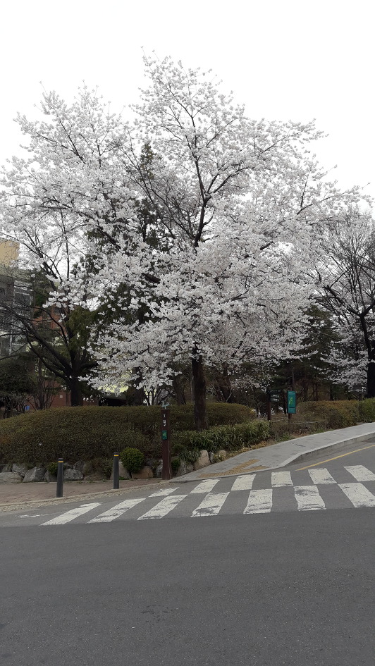 벗꽃이 활짝핀 남산