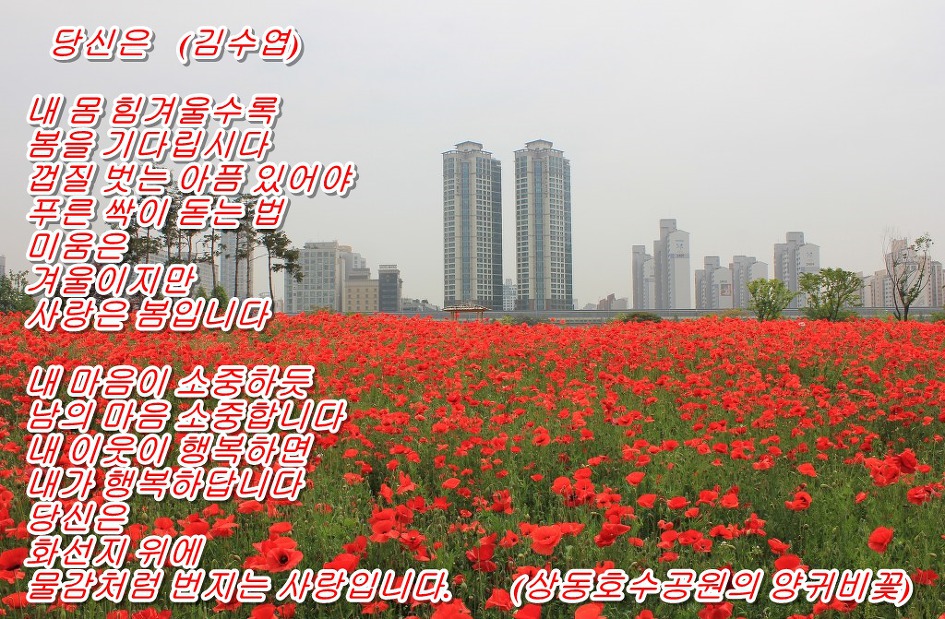 당신은  (김수엽)     &     <풍경: 상동호수공원의 양귀비꽃>