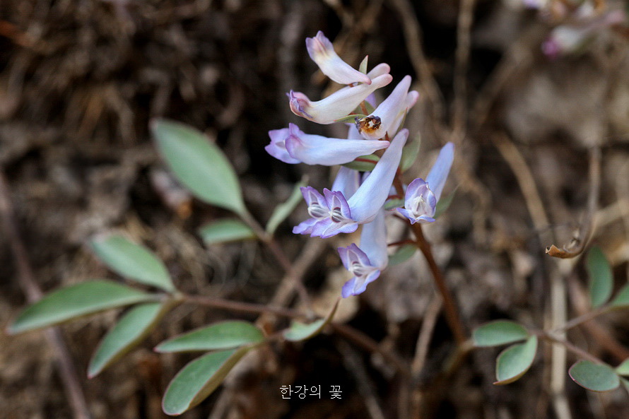 청계산 야생화탐사
