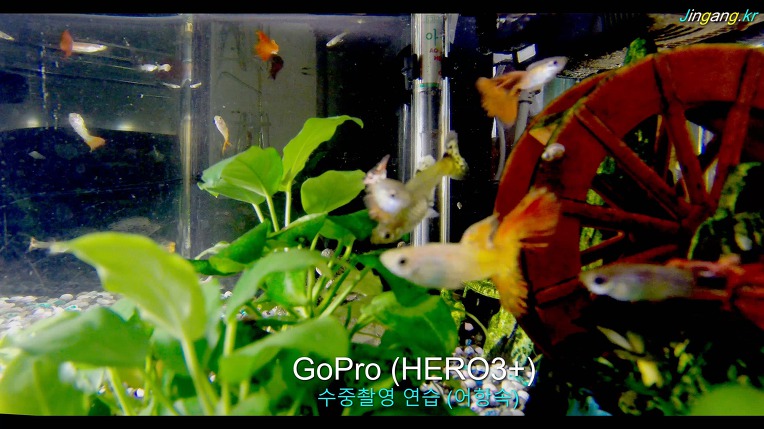 GoPro 수중촬영
