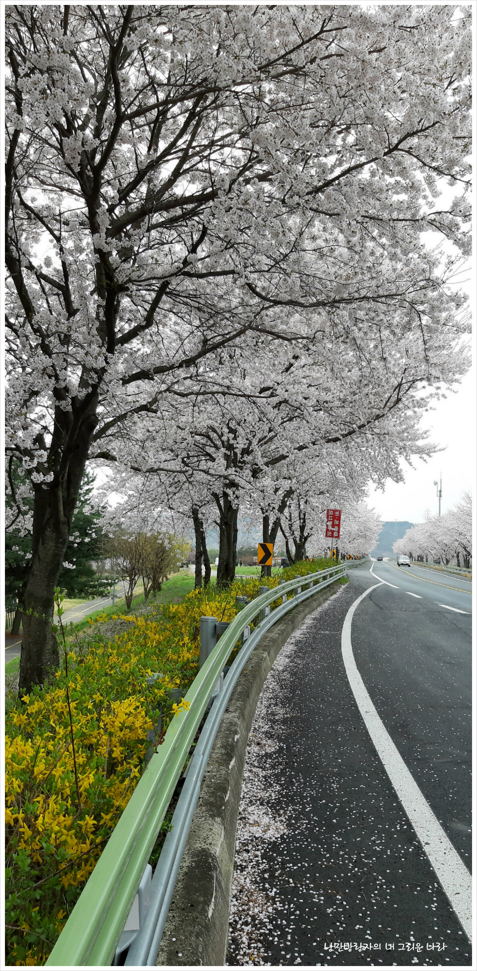 [경남 하동] 절정의 벚꽃을 만나다
