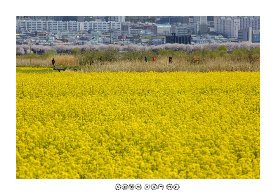 부산 낙동강 유채꽃 축제