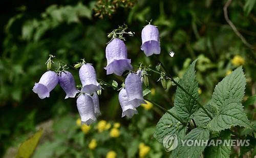 일제에 뺏긴 식물 이름